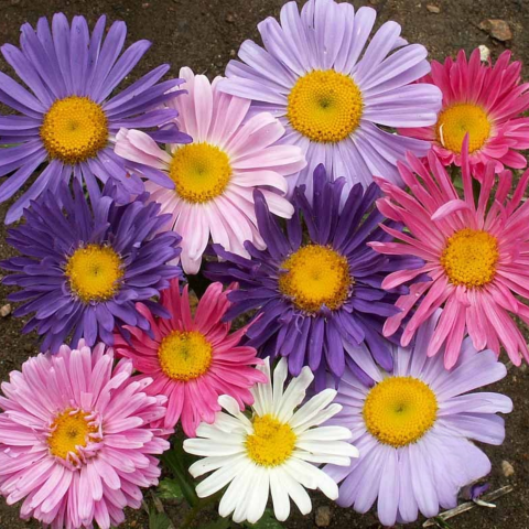 China Aster Single Mix flowers in a colorful blend of pink, purple, blue, red, and white blooms