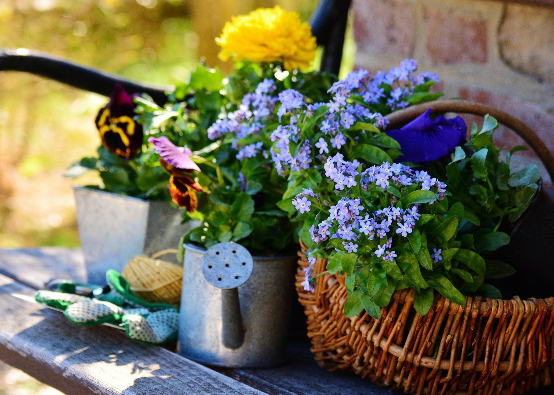 Forget Me Not, Chinese - Cheap Seeds, LLC
