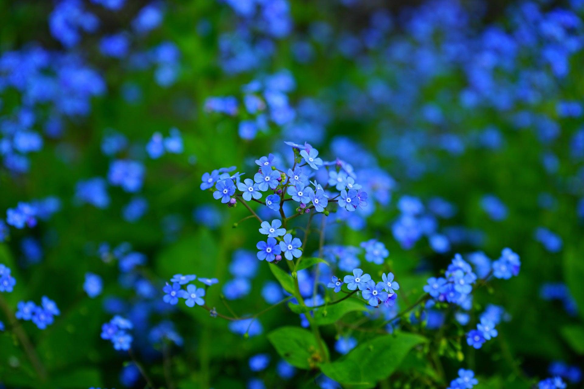 Forget Me Not, Chinese - Cheap Seeds, LLC