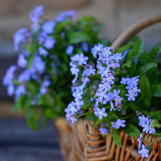 A basket of Chinese Forget-Me-Not flowers with bright blue clusters of flowers.