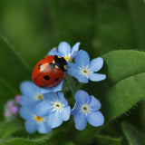 Chinese Forget Me Not