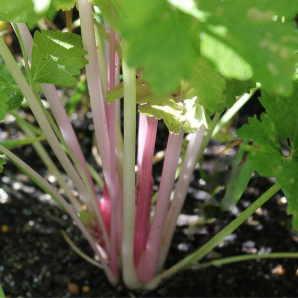 Chinese Pink Celery