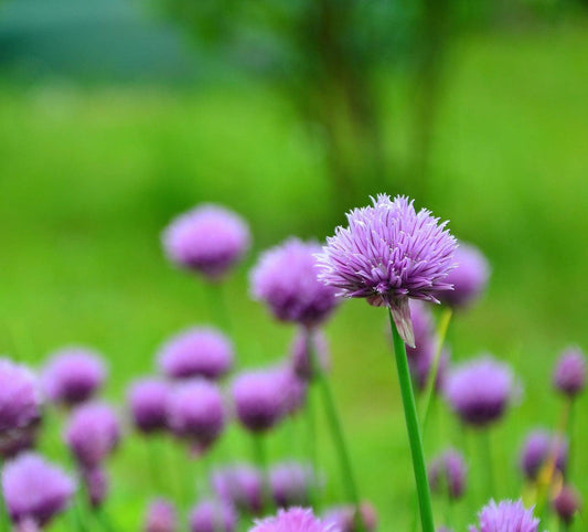 Common Chives - Cheap Seeds, LLC