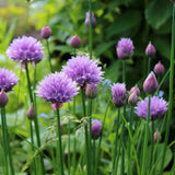 Chives