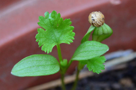 Cilantro Slow Bolt - Cheap Seeds, LLC