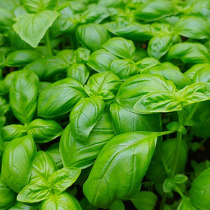 Cinnamon Basil