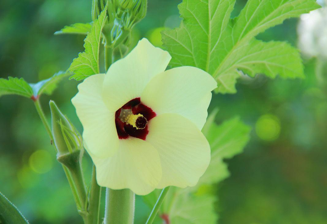Clemson Spineless Okra - Cheap Seeds, LLC