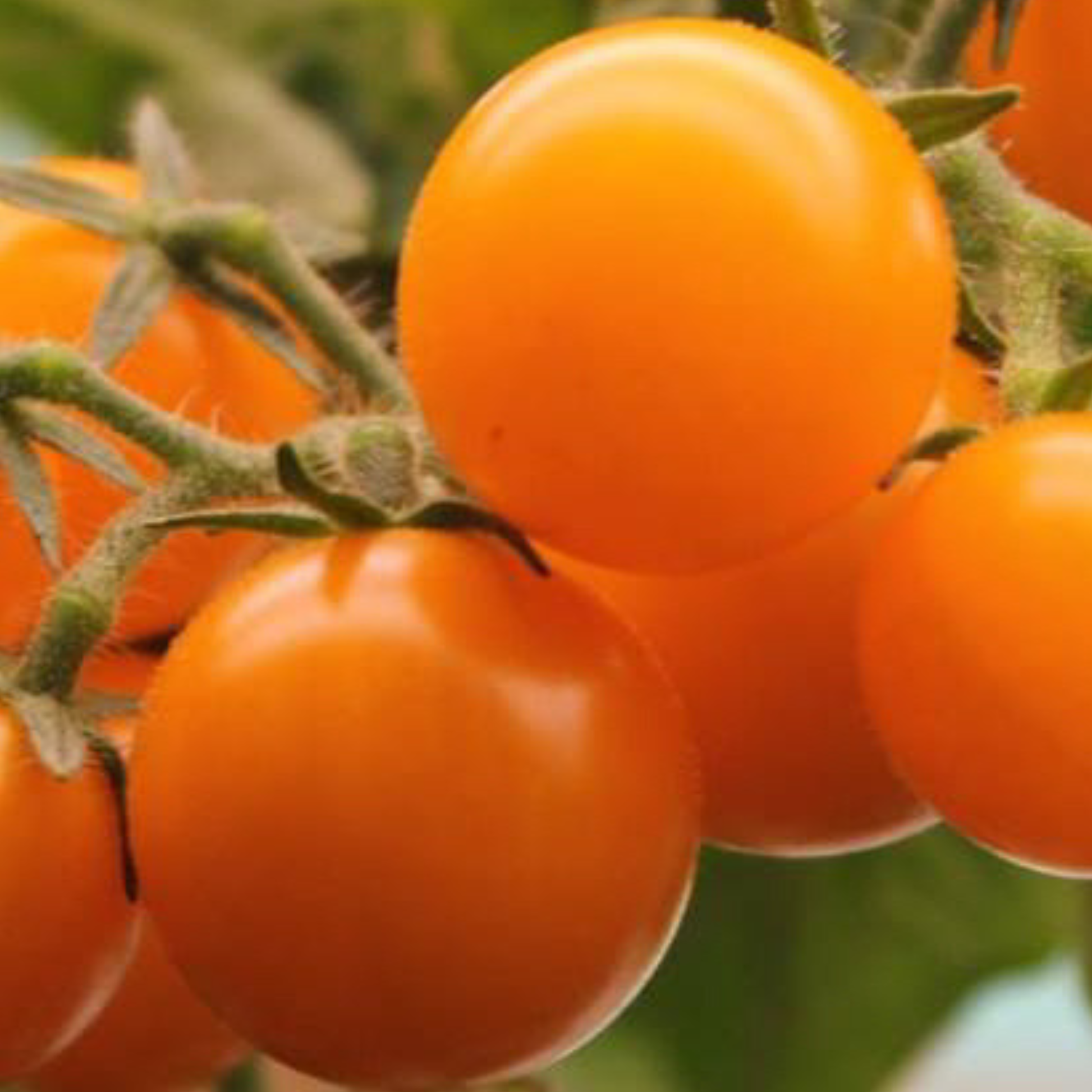 Close up of our orange hat micro dwarf tomatoes grown indoors near a sunny window.