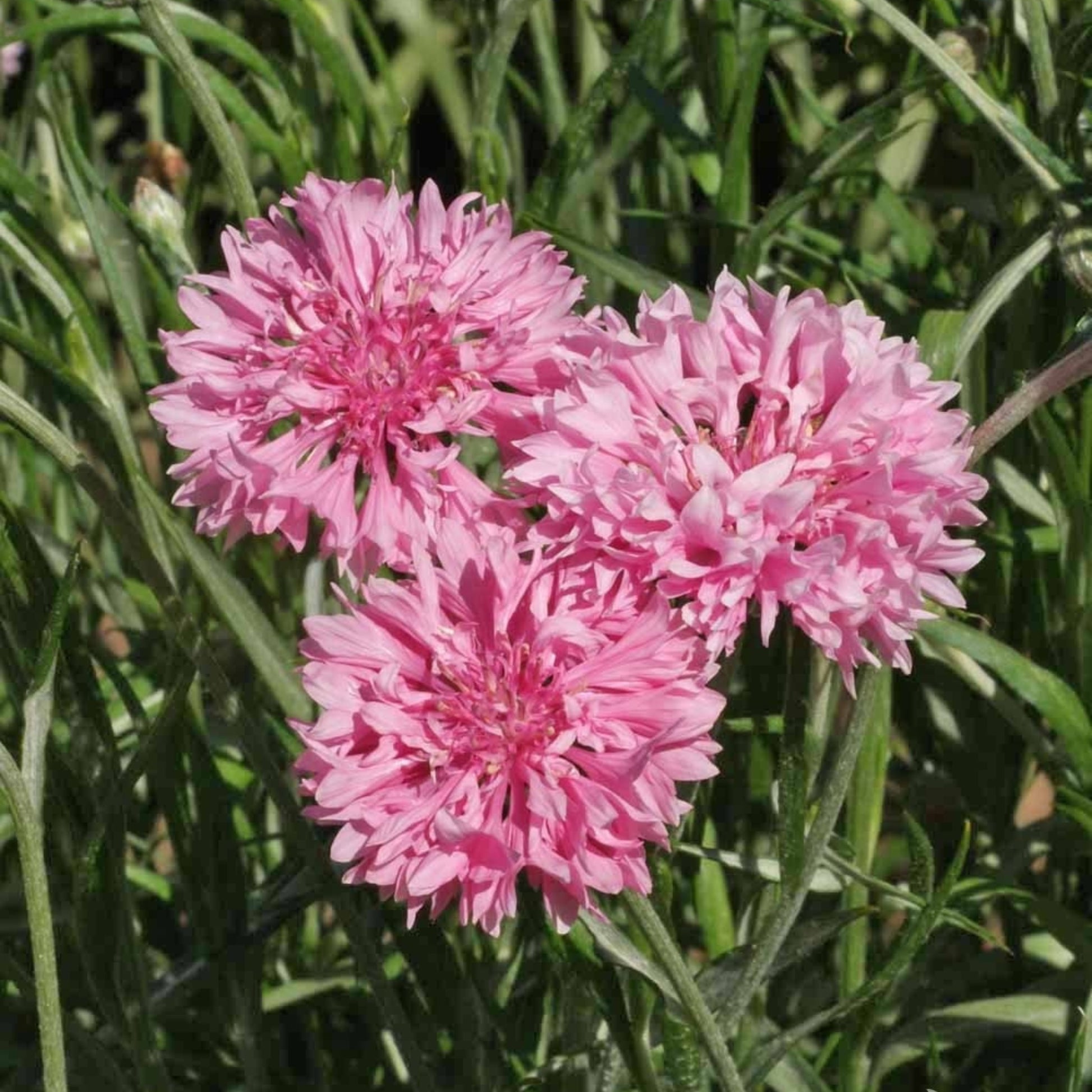 Three pink flowers with green leaves in the background