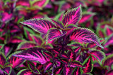 Coleus Rainbow Mix