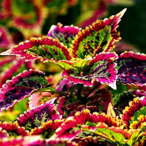 Coleus Rainbow Mix