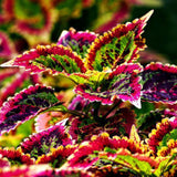 Coleus Rainbow Mix