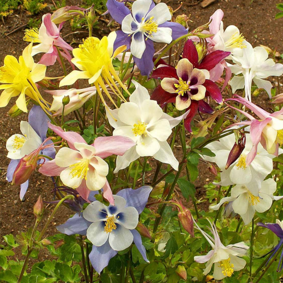 McKana Giant Columbine flowers in a colorful mix of pink, purple, red, yellow, and white blooms