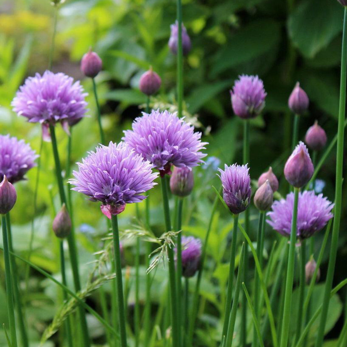 Common chives with purple flowers growing in the garden