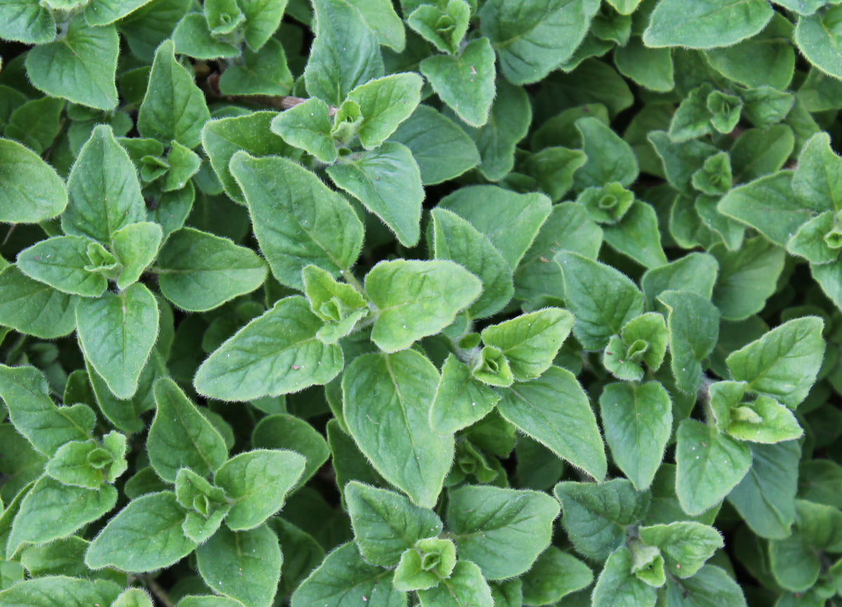Common Italian oregano plant with fresh green leaves growing in the garden