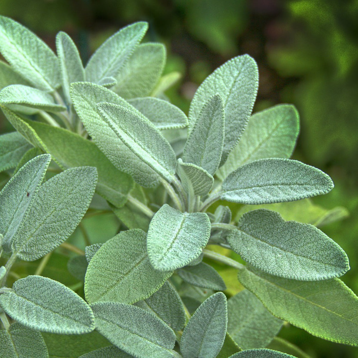 Common Sage (Salvia officinalis) herb plant growing in the garden with soft, silvery-green aromatic leaves, a perennial culinary herb perfect for cooking and drying.