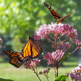 Common Milkweed