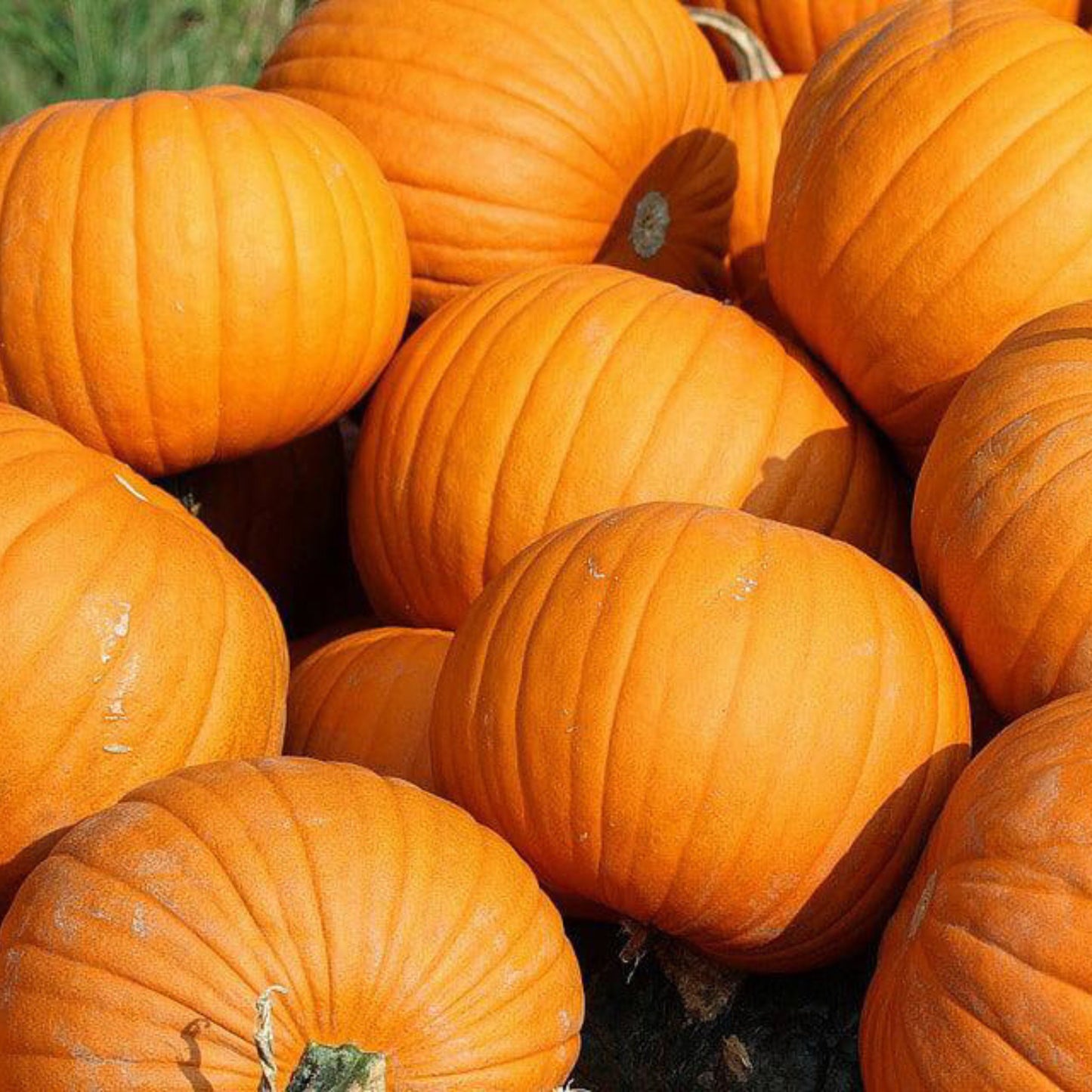 Harvested orange Connecticut Field pumpkins