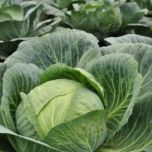 Large round Copenhagen Market cabbage head growing in the garden