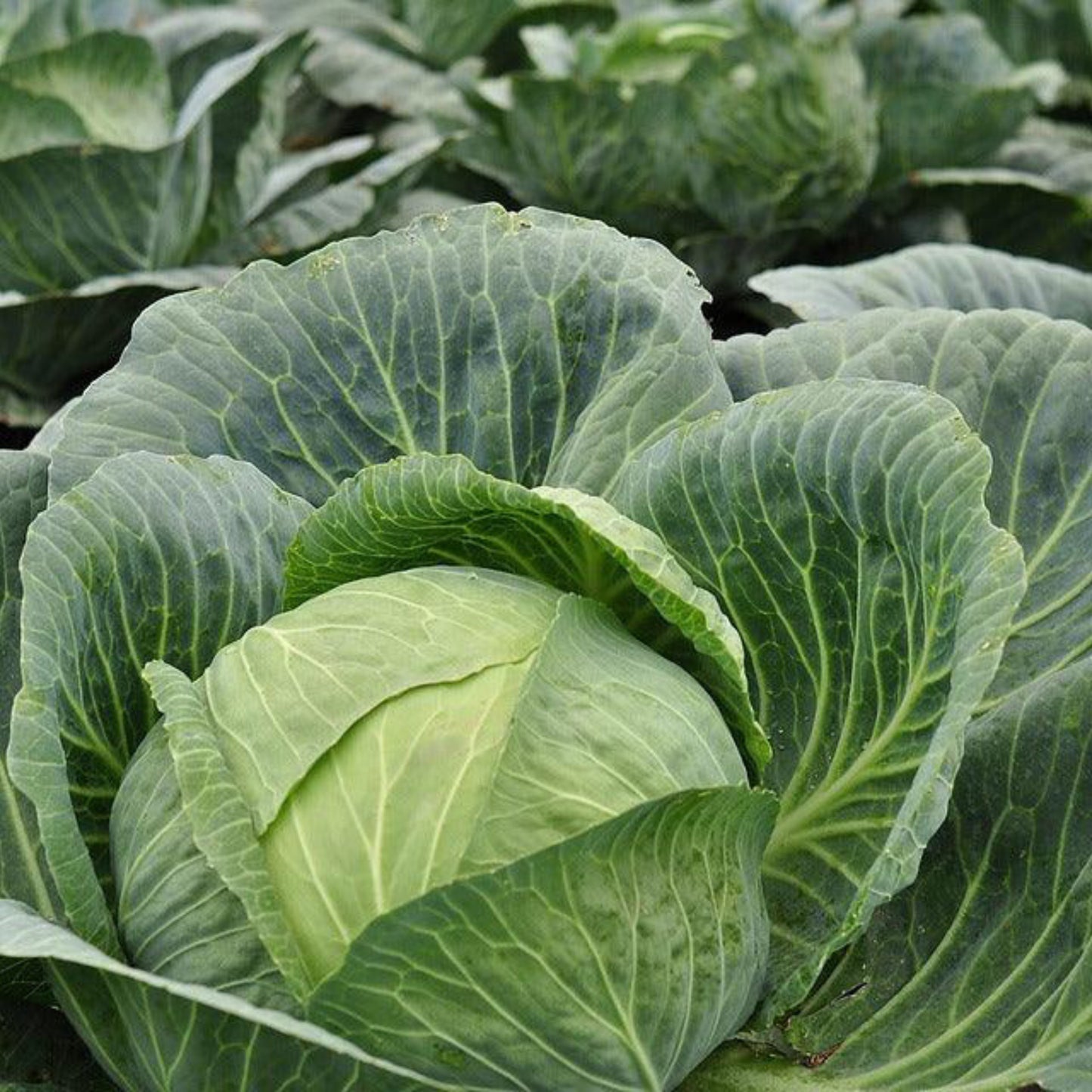 Copenhagen Market cabbage with round green head