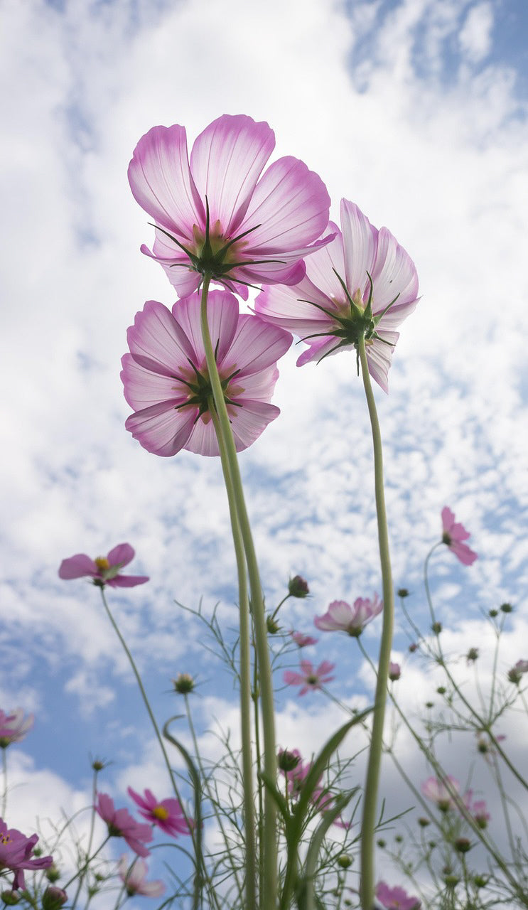 Pink flowers against a blue sky with white clouds