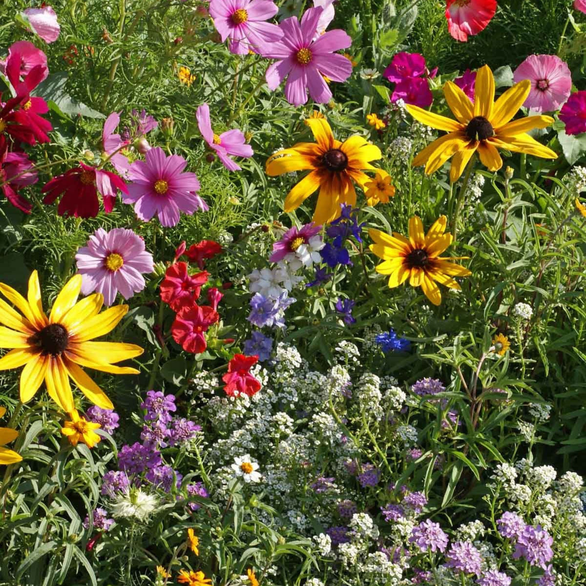 Cottage Garden Seed Mixture with colorful pink, yellow, red, purple, and white flowers