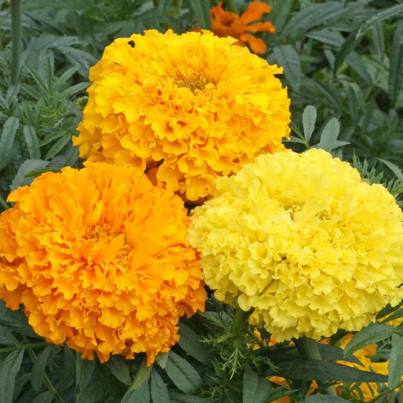 Crackerjack Marigold