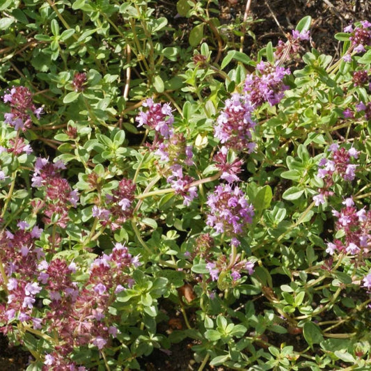 A garden bed of Creeping Thyme with small green leaves and clusters of purple flowers.