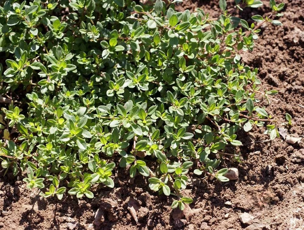 Creeping Thyme