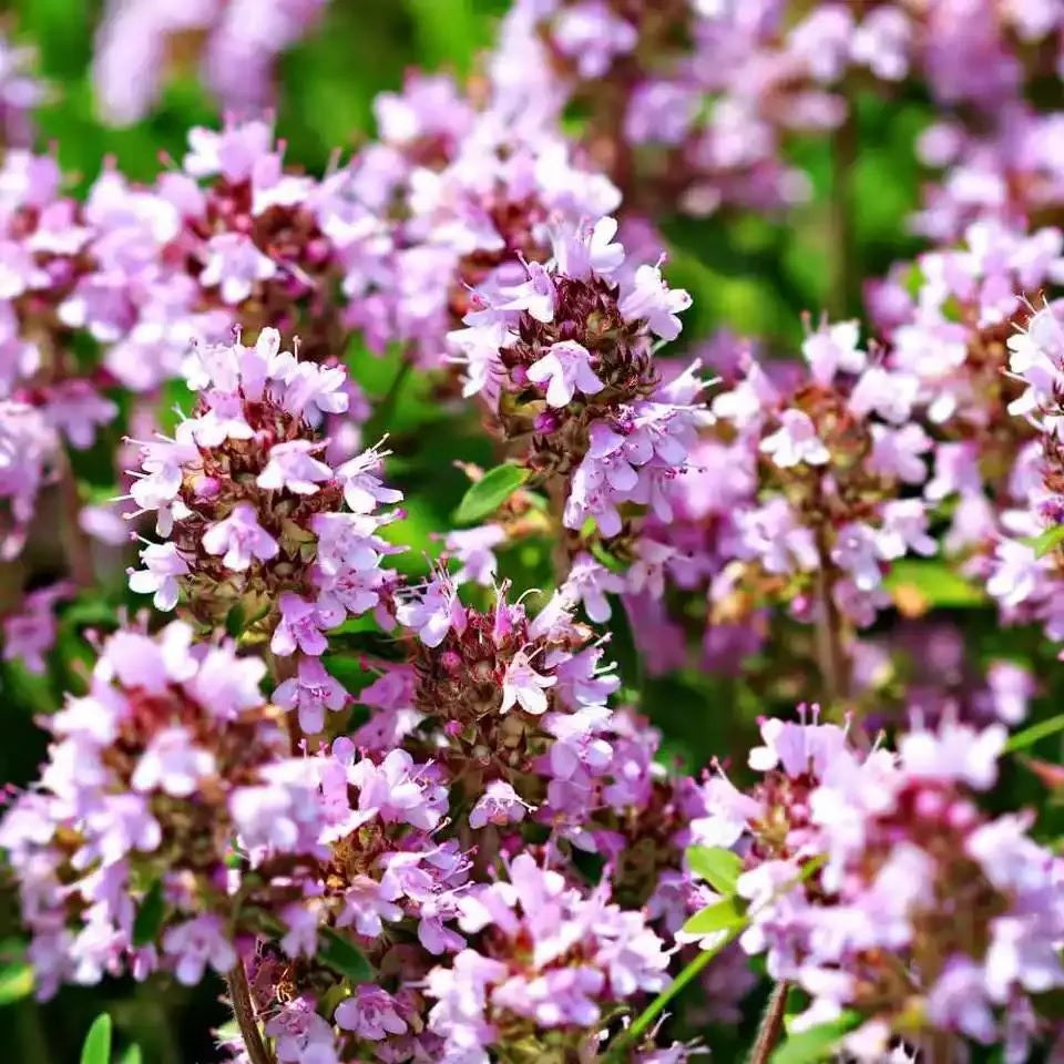 Creeping Thyme