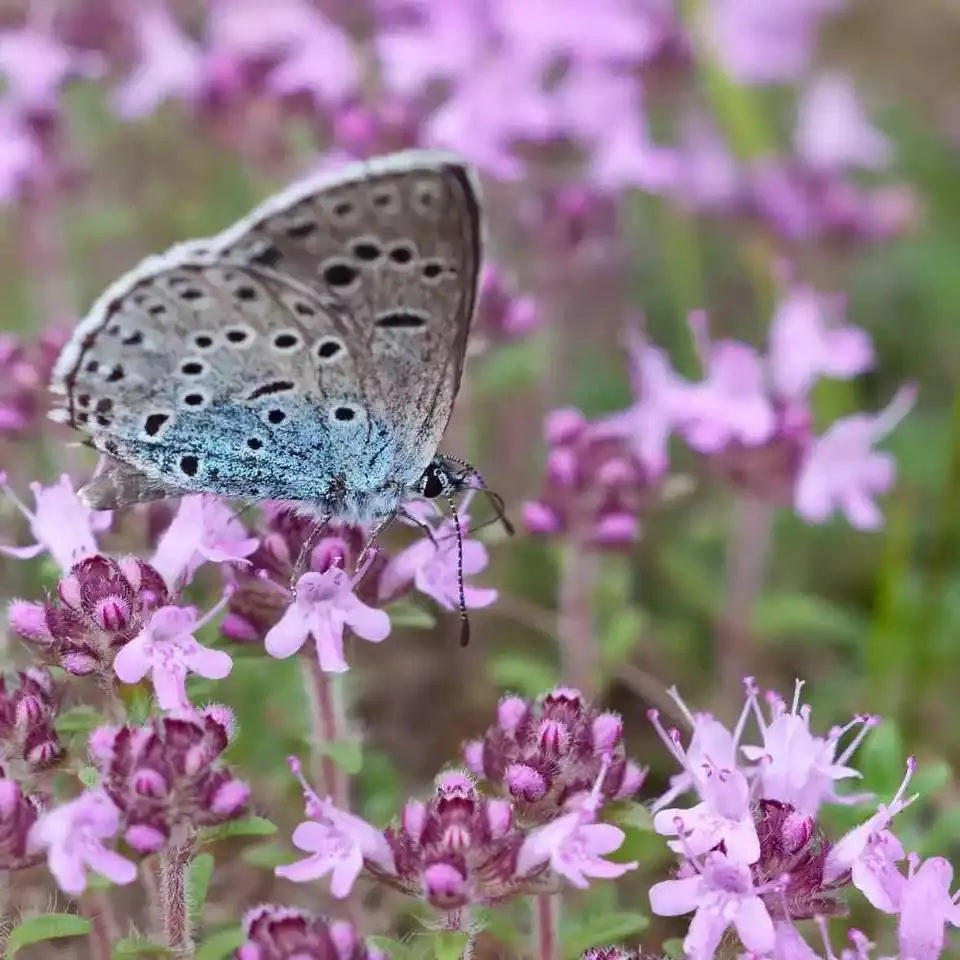 Creeping Thyme
