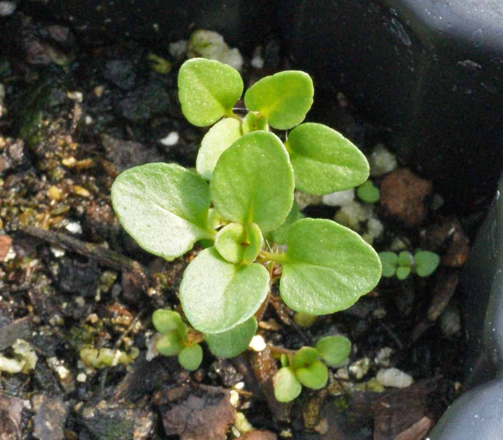 Creeping Thyme