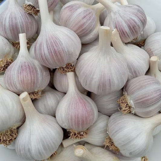 Bunch of Creole Red garlic bulbs with deep red skins, freshly harvested and ready for planting or cooking