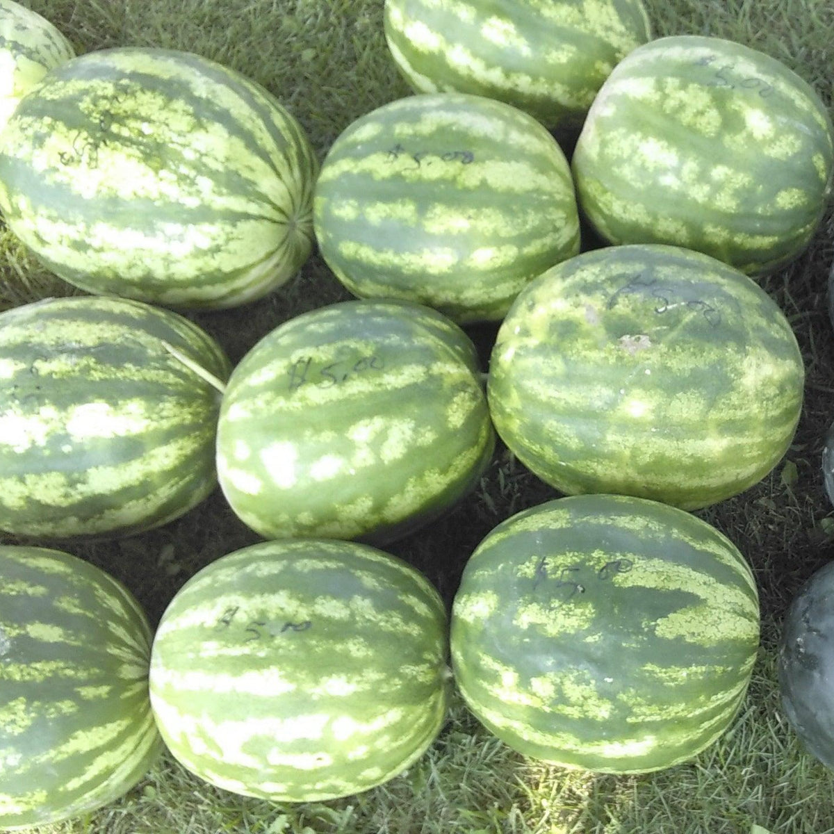 Crimson Sweet watermelons with round green fruits and distinctive light and dark green stripes after harvest