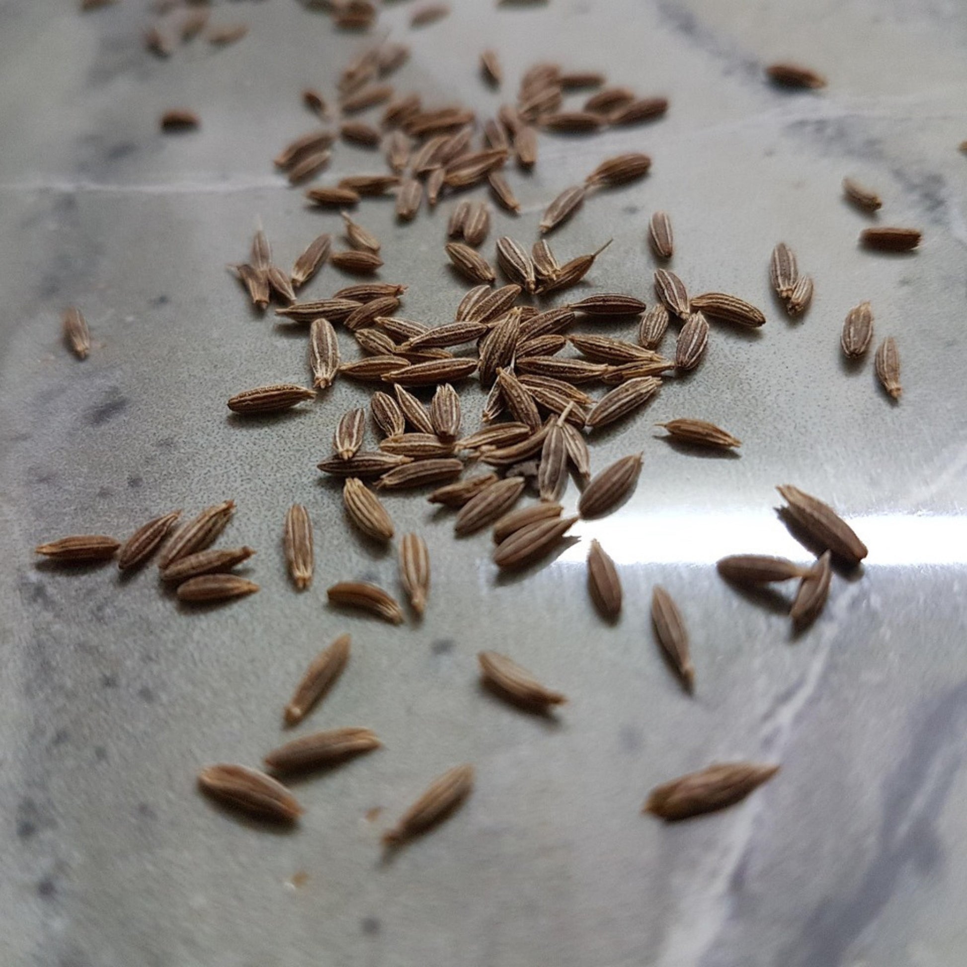 Dried cumin seeds ready for planting or culinary use