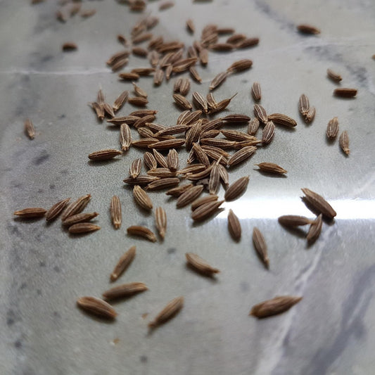 Dried cumin seeds ready for planting or culinary use