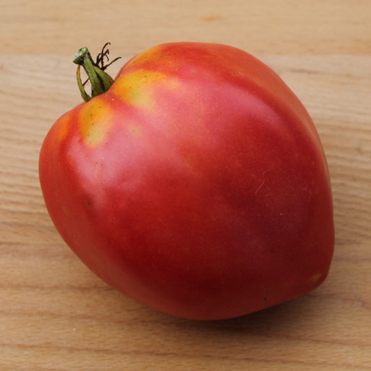 A single Cuore di Toro tomato showing its large, heart-shaped red fruit with thick, meaty flesh.