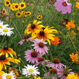 Cut Flower Seed Mixture