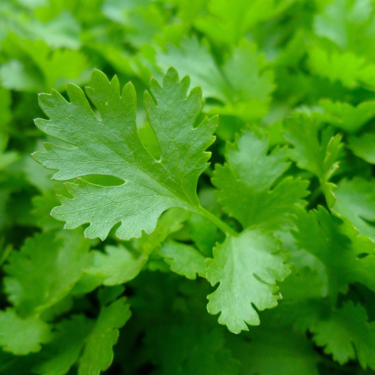 Dark Green Italian parsley plant with lush green leaves growing in the garden