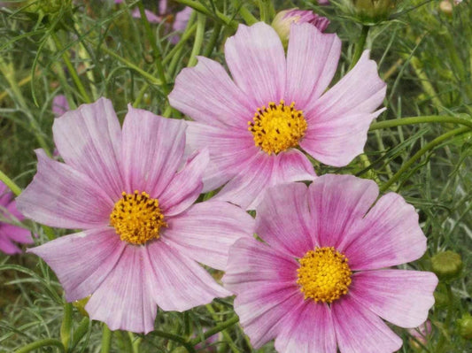 Daydream Cosmos - Cheap Seeds, LLC