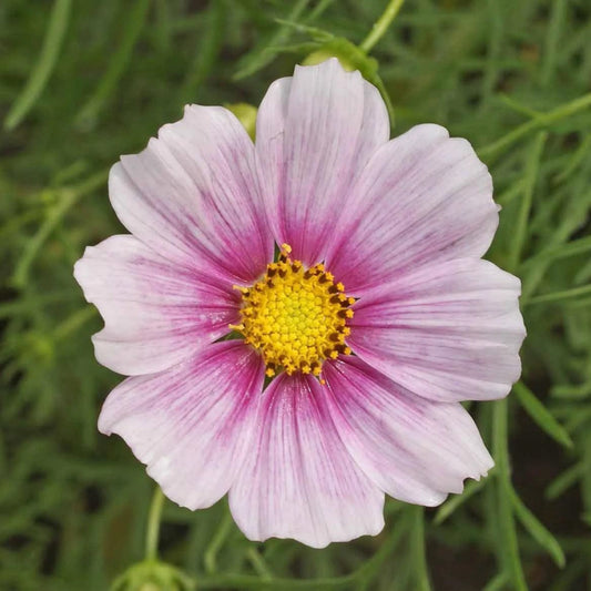 Daydream Cosmos
