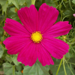 Dazzler Pink Cosmos