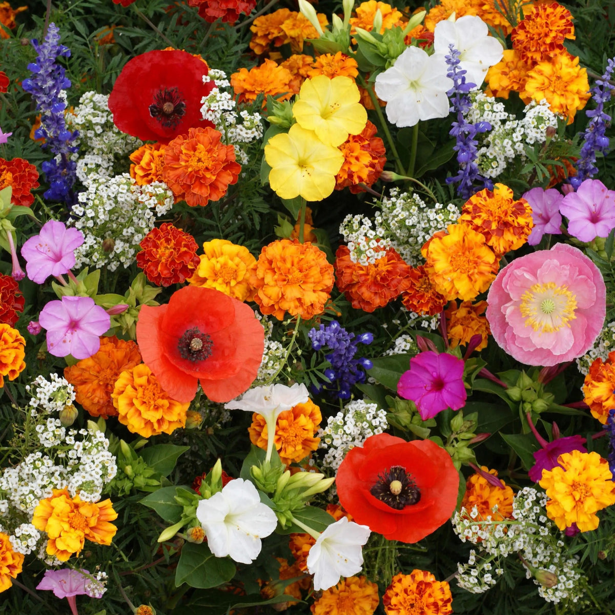 Deer Resistant Flower Seed Mix with colorful red, orange, yellow, pink, purple, and white flowers