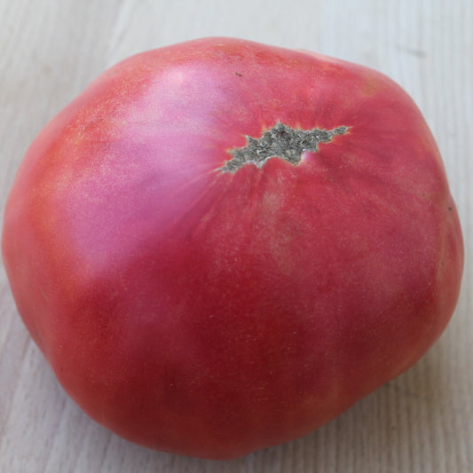 Depp’s Pink Firefly Tomato – Large Pink Heirloom