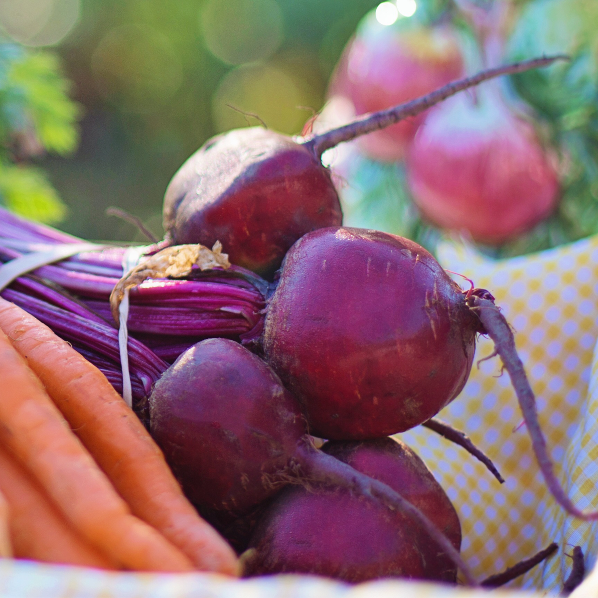 Fresh Detroit Dark Red beets with deep red roots harvested from the garden
