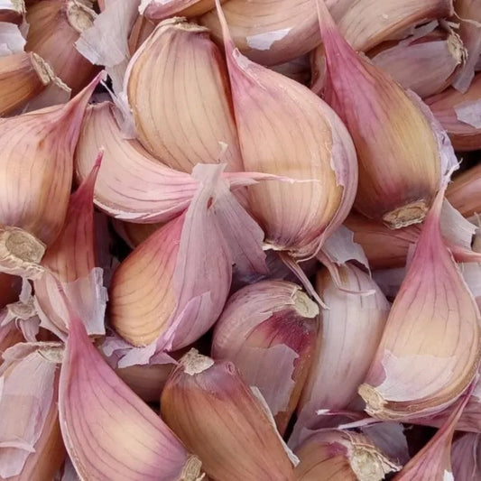Duganski Purple Stripe garlic cloves for planting and cooking