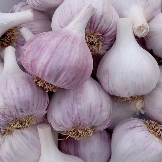 Bunch of Duganski Purple Stripe garlic bulbs with deep purple-striped skins, freshly harvested and ready for planting or cooking