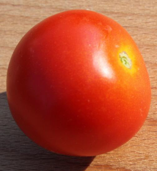 Durmitor Tomato