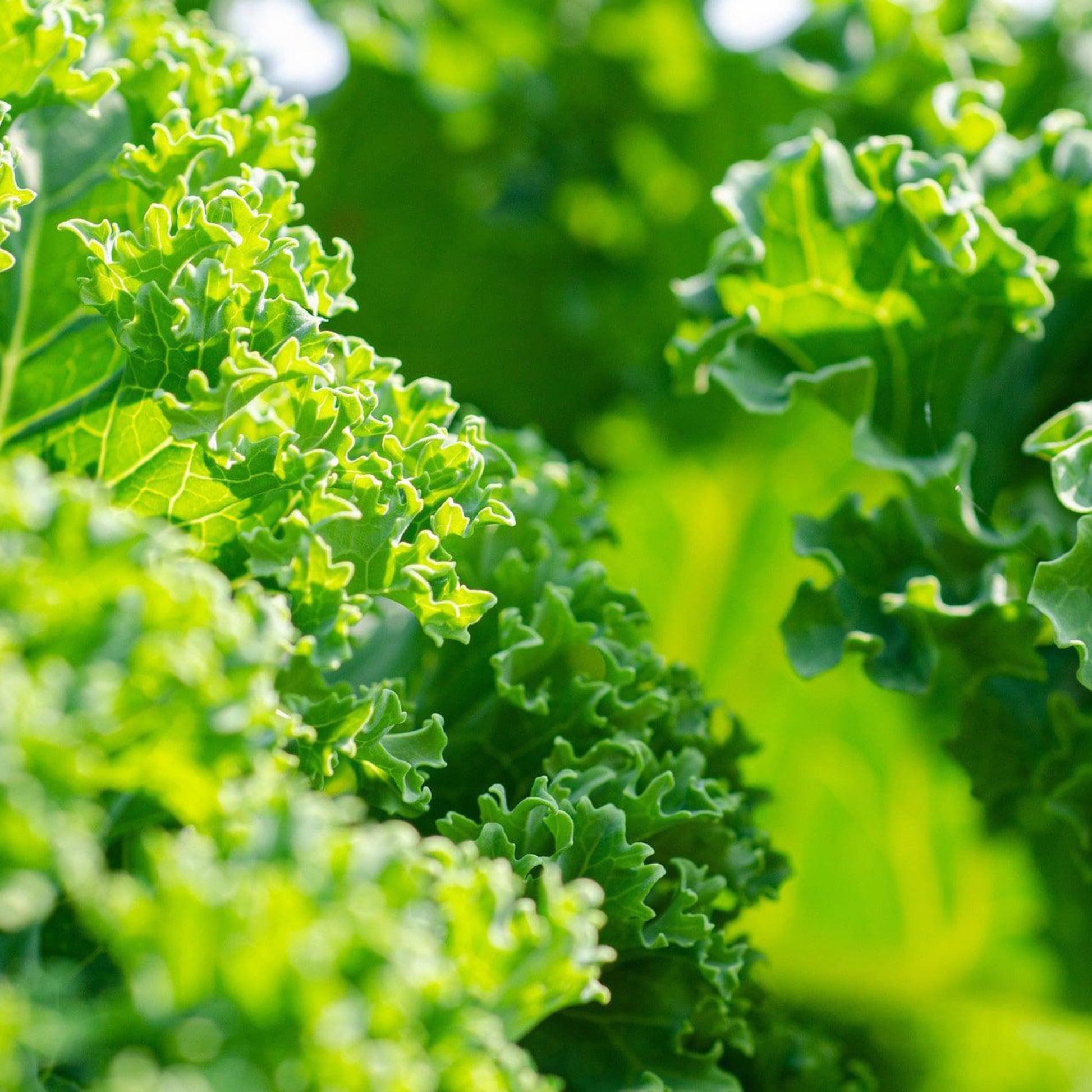 Dwarf Siberian kale growing with tender curly green leaves in the garden