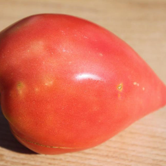 A single Eagle’s Beak tomato showing its unique beak-shaped fruit and deep red, juicy flesh.